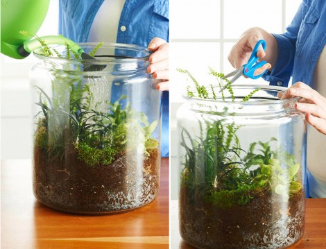 Terrarium Hazırlama Rehberi