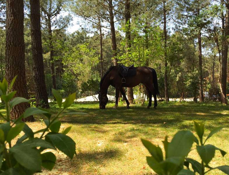 Aileler için Hafta Sonu Aktivite Önerisi İncekum Macerapark