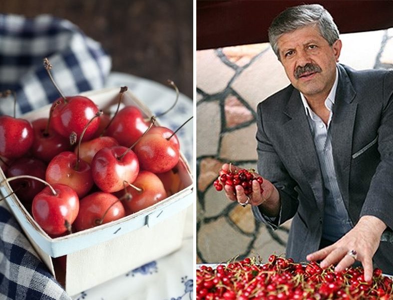 Dr. Ahmet Maranki Kiraz Detoksu İle Ruhsal ve Bedensel Arınma