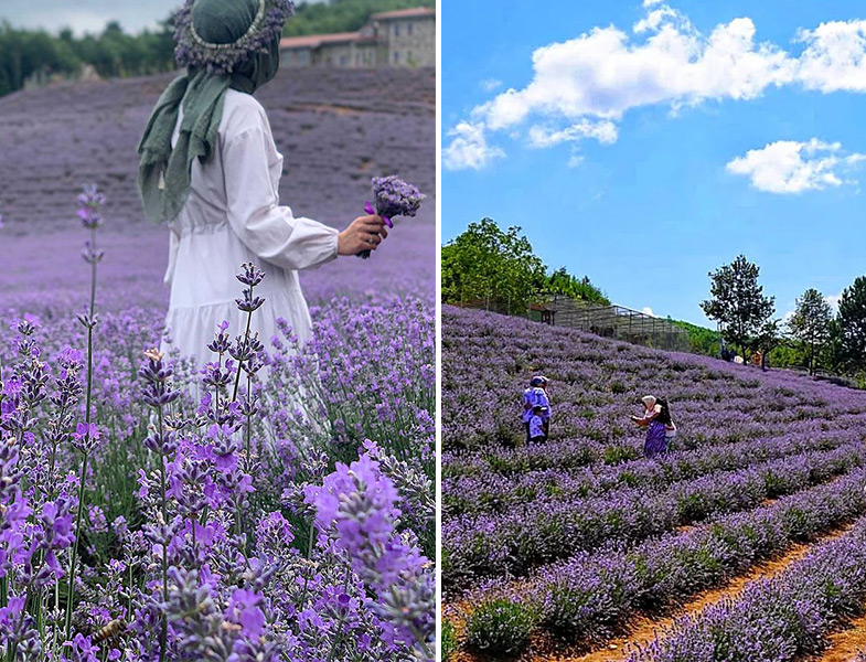 Lila Lavanta Tarlaları